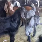 تيوس وجفار للبيع