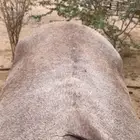 حصان