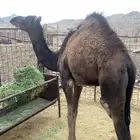 قعود سمين مقفل