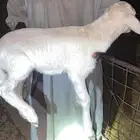 طلي يدغر العمر حول شهرين الصحه شرط