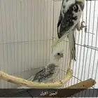 جوزين كروان هولنديات مع الفروخ