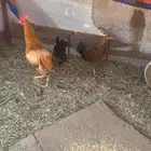 دجاج بلدي