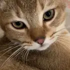 مهجن سكوتش وبلدي