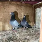 مطلوب حمام زاجل