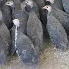 البيع فروخ دجاج حبشي
