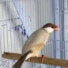 للبيع جوز جاوه