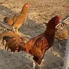 ديك باكستاني