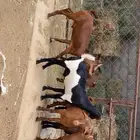 تيوس حص فل شحم