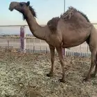 صريبه تم البيع