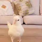 طير أليف