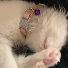 بسه هجين شيرازي وهملايا تبني