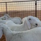 للبيع رخال