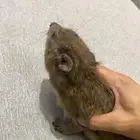 وبر أليف