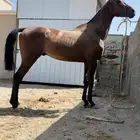 حصان كفو وسبوق جدا.