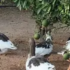 وز بلدي للبيع عدد
