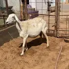 تم البيع