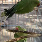 ببغان دره هندي