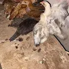 دجاج بلدي للبيع