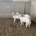 شاه حريه صنف ديس سليم السن سديس