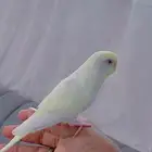 بادجي اليفه ( تم البيع)