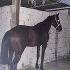 حصان
