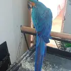 ببغاء بلو اند قولد (هدد خارجي )