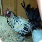 ديك للبيع السعر 30