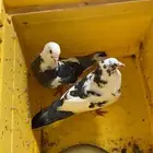 حمام للبيع على السوم