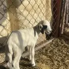 رخل كفو ترضع