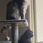 قطوه بجده للبيع