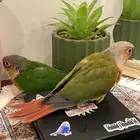 متجر ببغاائي