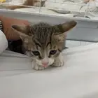 قطط للبيع ذكر وانثى السعر 400 مع الاغراض و شرحت ب الصور