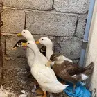 بط للبيع