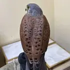 شبوط وحش للبيع