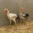 دجاج فارسي للبيع