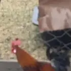 دجاج بلدي