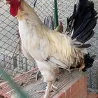 ديك بلدي للبيع