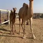 عشراء تحتها يكره