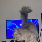 قط شيرازي للبيع مطعم