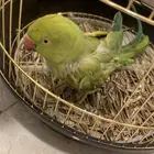 للبيع عصفور دره
