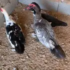 بط بلدي ذكر و انثى