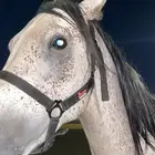 خيل شعبي كفو للبيع