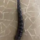 قرن غزال اثري