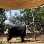 فحل عارضي معرف ومنتج