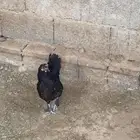 دجاج