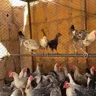 دجاج بشاير بداية بيض