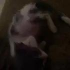 قطوه