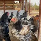 فراريج براهما وبراهما هجين تركي