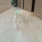 ماعز قزم