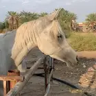 فرس واهو اوراق للبيع لايتواصل الا الصامل